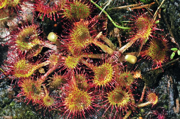 Common sundew