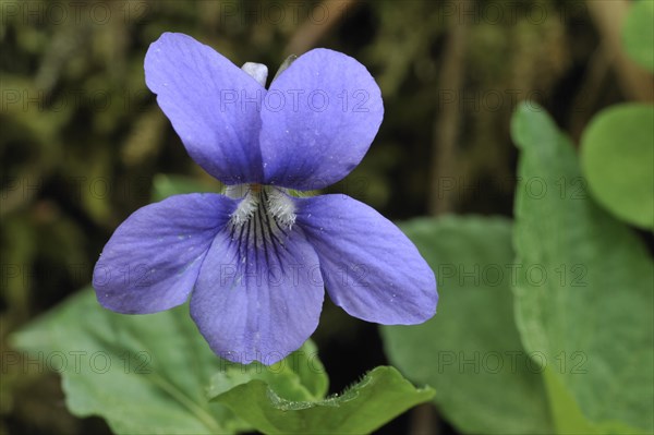 Wood violet