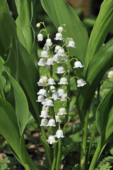 Lily of the Valley