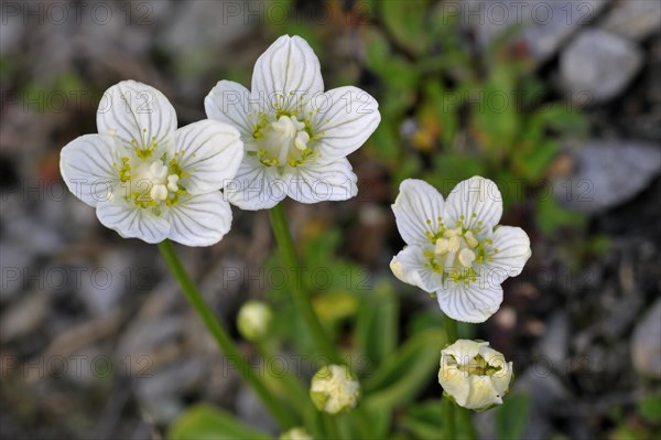 Marsh grass of Parnassus