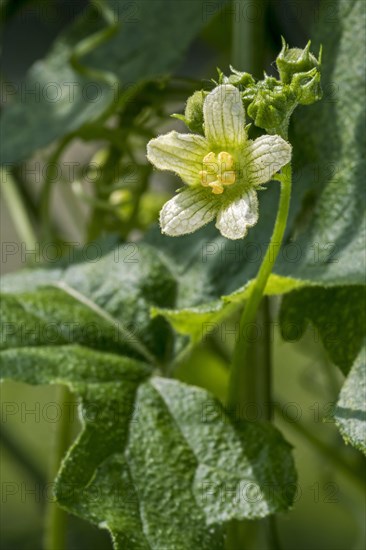 Red bryony