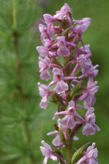 Fragrant orchid