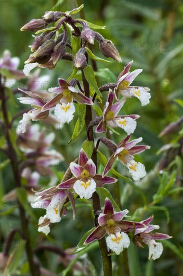 Marsh helleborine