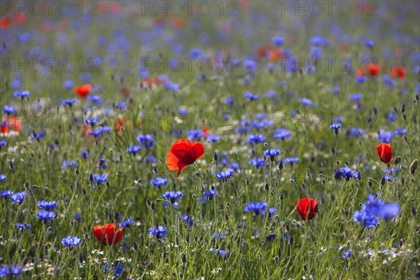 Corn poppy