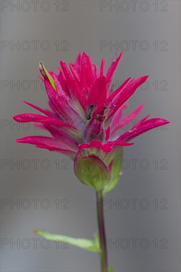 Close up of giant red Indian paintbrush