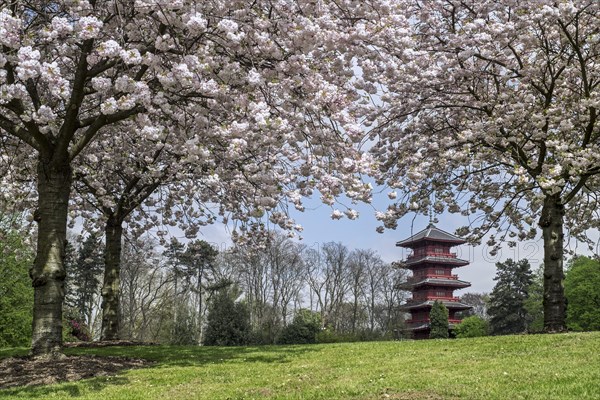 Magnolias blooming in the park of the Royal Palace of Laken and view over the Japanese Tower