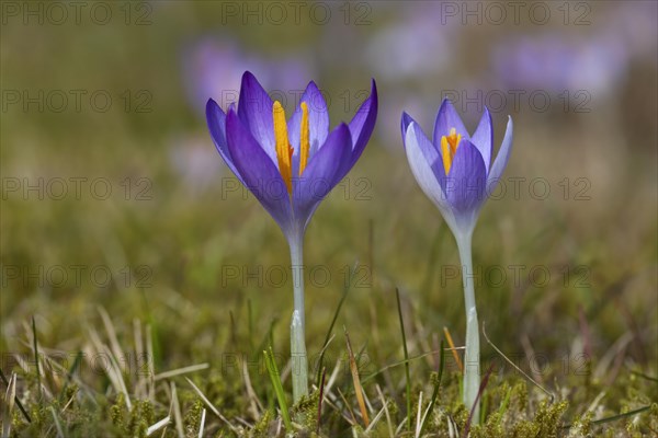 Two spring crocuses