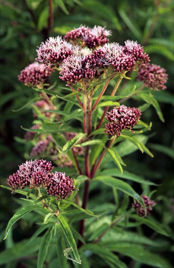 Hemp-agrimony