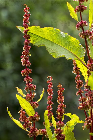 Broad-leaved dock