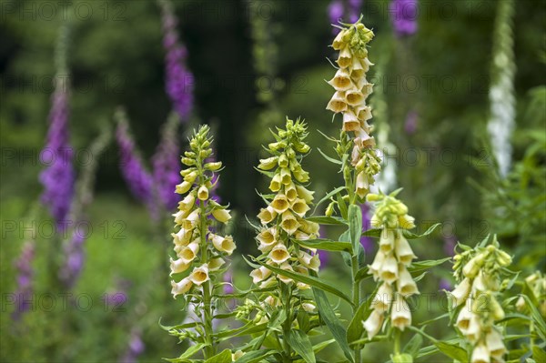 Big-flowered foxglove