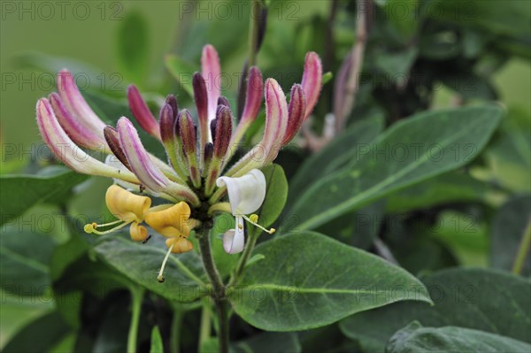 Common Honeysuckle