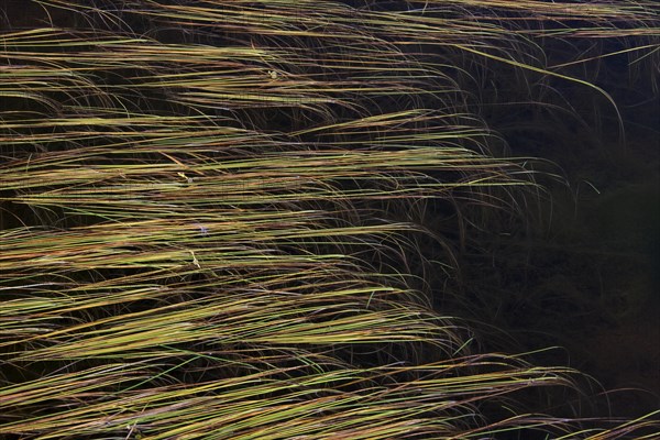 Leaves of Northern Bur-Reed