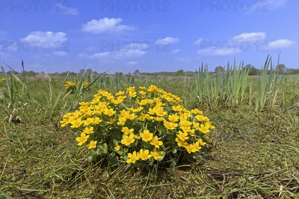 Marsh-marigold