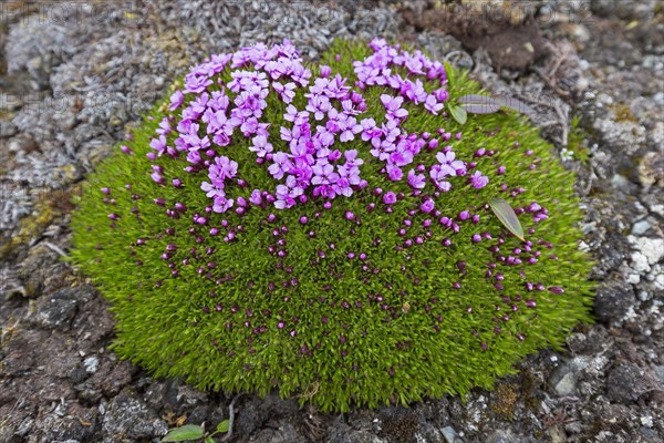 Moss campion