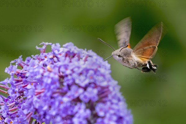 Hummingbird hawk-moth