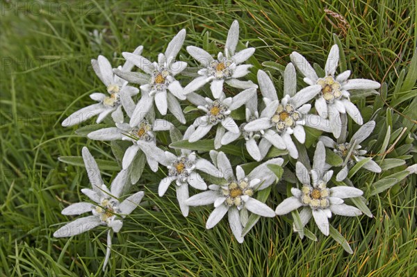 Edelweiss