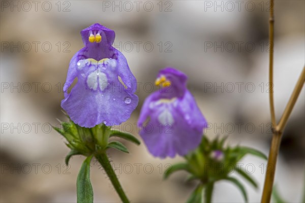 Red hemp-nettle