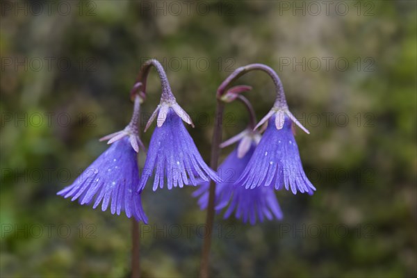 Alpine snowbell