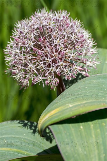 (Allium) karataviense, Allium cabulicum in flower, Asian species of onion