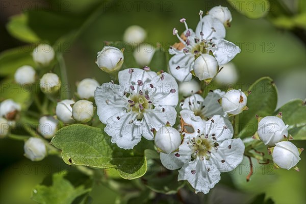 Blossoming common hawthorn