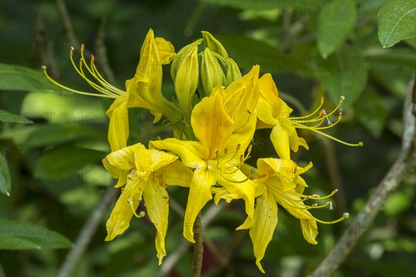 Rhododendron Marlies