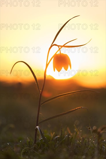 Snake's head fritillary