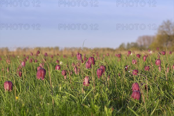 Snake's head fritillaries