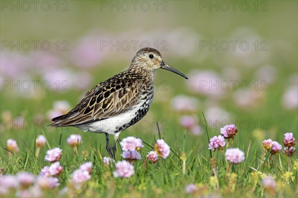 Dunlin