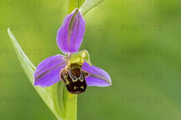 Bee orchid