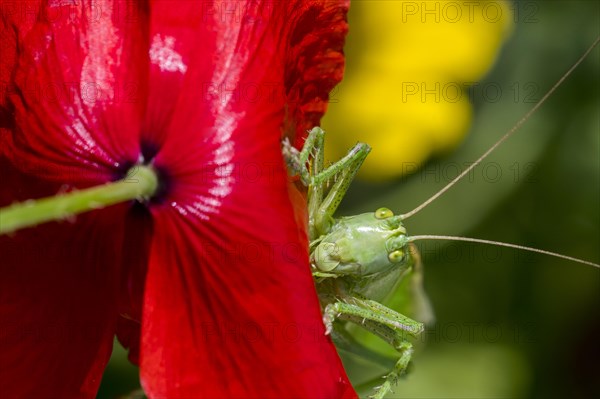 Great green bush-cricket