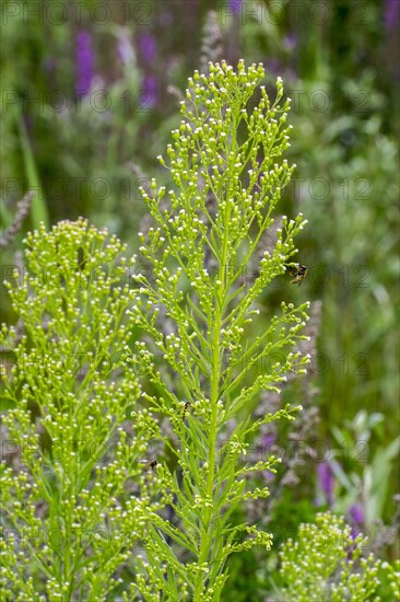 Canadian horseweed