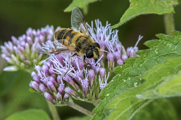 Common drone fly