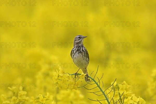 Meadow pipit