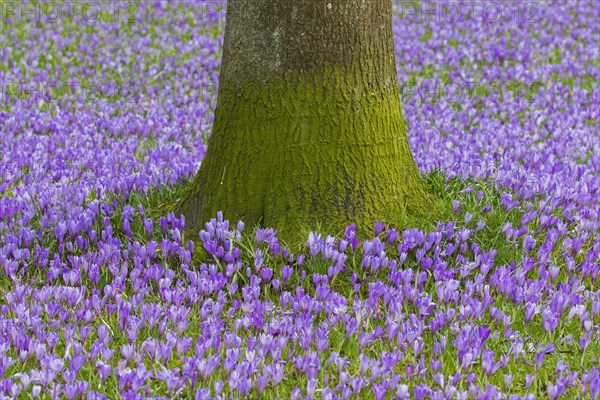 Purple carpet of blooming crocuses