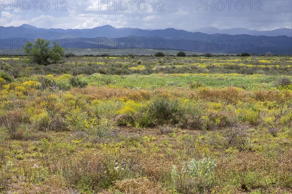 Typical Karoo vegetation along the scenic Route 62