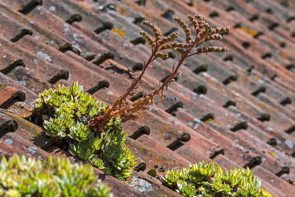 Common houseleek