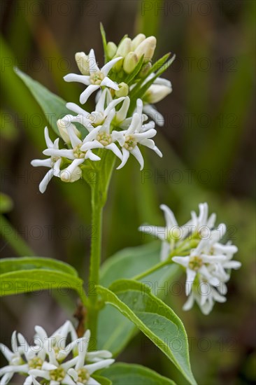 White swallow-wort