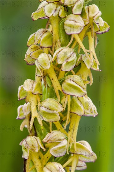 Man orchid