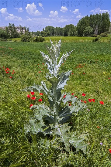 Cotton thistle