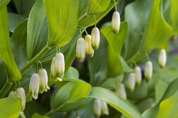 Angular Solomon's seal