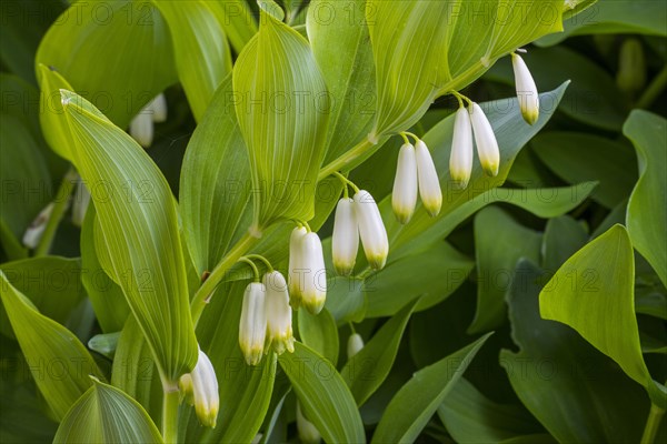 Angular Solomon's seal