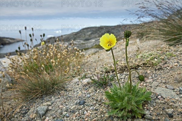 Arctic poppy