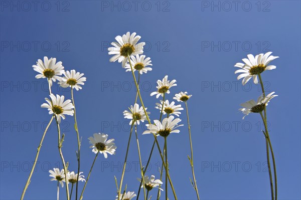 Marguerites