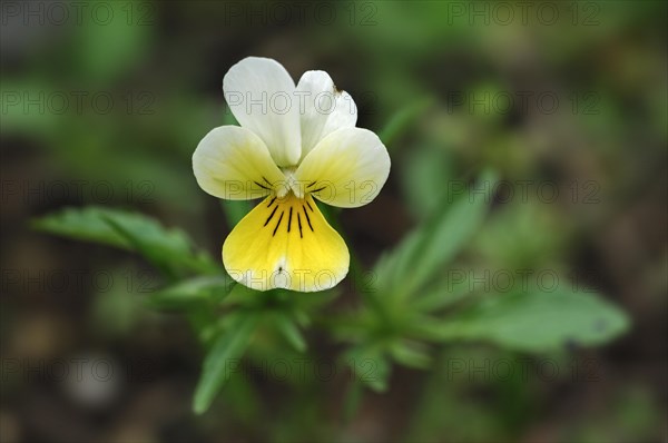 Wild pansy