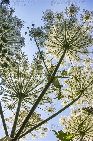 Worm's-eye view of Giant hogweed