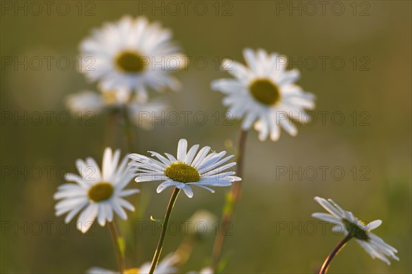 Oxeye daisy