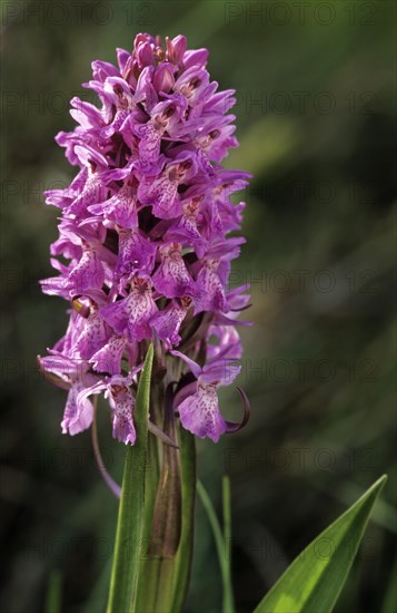 Southern Marsh Orchid