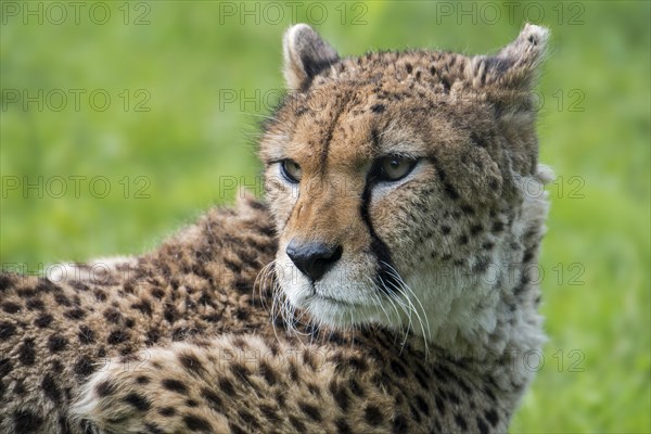 Northeast African cheetah