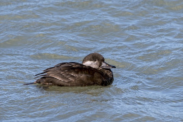 Common scoter