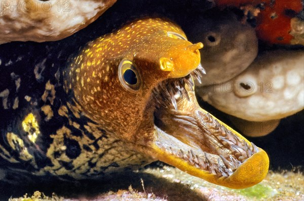 Tiger moray